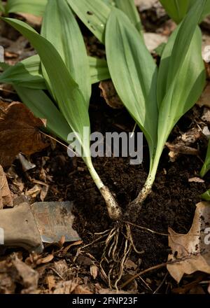Rampe selvagge appena selezionate con un coltello in un frondoso foresta Foto Stock