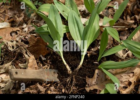 Rampe selvagge appena selezionate con un coltello in un frondoso foresta Foto Stock