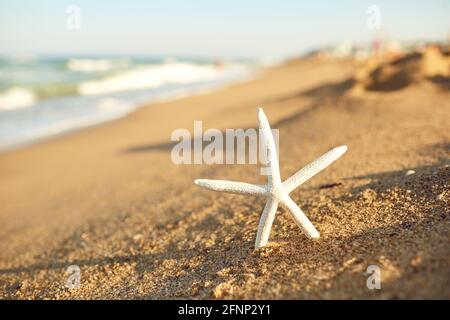 Natale simbolo stella marina sulla spiaggia di sabbia in estate Foto Stock