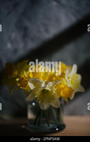 Still life of dafodils on a gray textured background Foto Stock