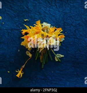 Fiori di naffodillo essiccati su sfondo blu scuro testurizzato Foto Stock