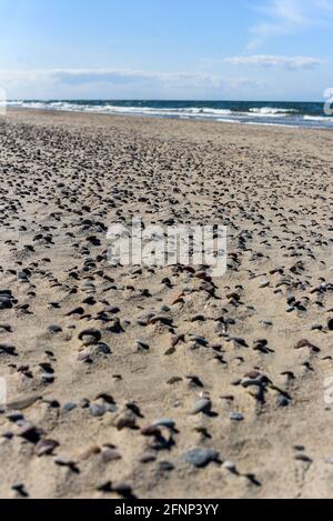 Spiaggia di sabbia con ciottoli sulla sabbia in una giornata di sole. Mar Baltico. Foto Stock