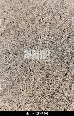 Tracce dei piedi di un uccello nella sabbia della spiaggia. Foto Stock