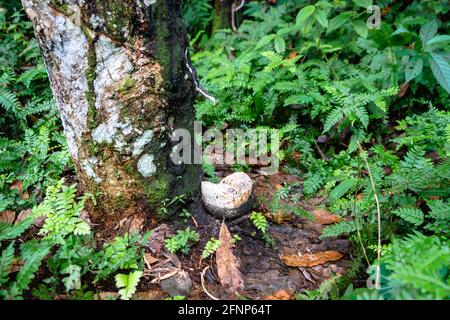 Piantagione di alberi di gomma, maschiatura di gomma da pianta di albero di gomma para (Hevea brasiliensis) nella foresta pluviale in Indonesia. Estratto di materia prima di lattice naturale Foto Stock