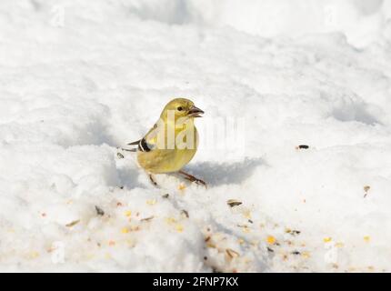 Il Goldfinch americano seduto sulla neve, che spellava un seme di girasole nel suo becco; in una giornata di sole in inverno Foto Stock