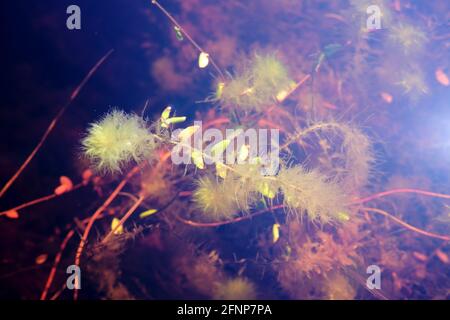 Sphagnum cuspidatum, il boss piume, lo sfintum dentato, o muschio di torba dentato immagine subacquea nel Parco Nazionale di Kemeru Lettonia Foto Stock