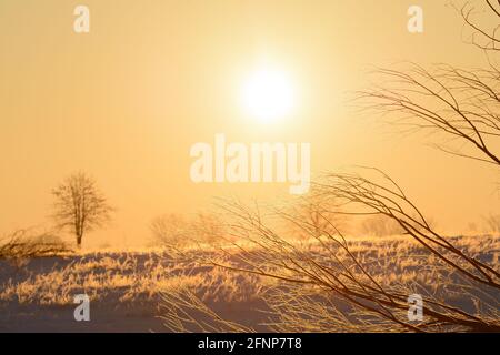 Rami gelidi indietro illuminati dal sole che sorge su un rurale scena su una mattina invernale molto fredda Foto Stock