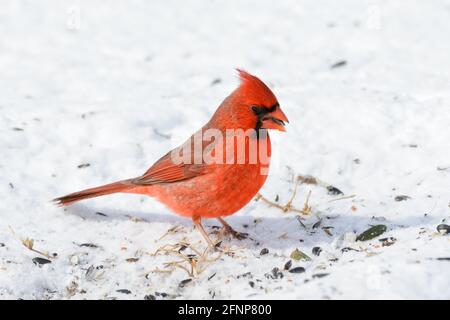 Brillante maschio rosso cardinale settentrionale nella neve, mangiando semi di girasole, in una giornata di sole d'inverno Foto Stock