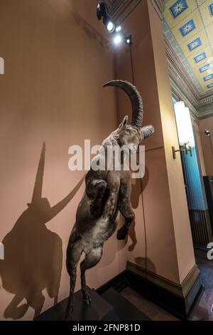 Museo di Storia Naturale, Basilea, Svizzera Foto Stock