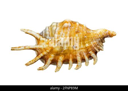 Millipede ragno conch (Lambis millepeda), lumaca di mare, molluschi gasteropodi marini nativi dell'Oceano Indiano al largo del Madagascar e dell'Oceano Pacifico sudoccidentale Foto Stock