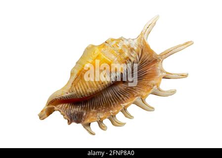 Millipede ragno conch (Lambis millepeda), lumaca di mare, molluschi gasteropodi marini nativi dell'Oceano Indiano al largo del Madagascar e dell'Oceano Pacifico sudoccidentale Foto Stock