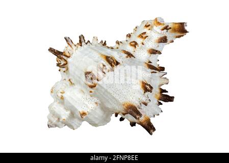 Specie di Hexaplex, lumache di mare, molluschi gasteropodi marini della famiglia dei Muricidae, le lumache di murex o le lumache di roccia su sfondo bianco Foto Stock