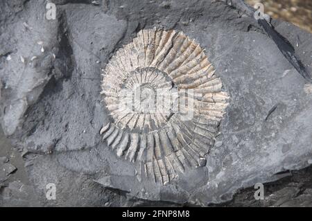 Primo piano di un fossile di ammonite tritato conservato in scisto. Si trova sulla spiaggia presso la piscina di Chapman. Isola di Purbeck, Jurassic Coast, Dorset, Inghilterra, Regno Unito. Foto Stock