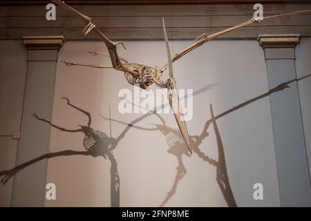 Museo di Storia Naturale, Basilea, Svizzera Foto Stock