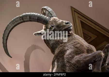 Museo di Storia Naturale, Basilea, Svizzera Foto Stock