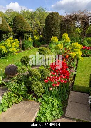 Una sezione del giardino Chenies Manor durante il festival dei tulipani a Springtime. Tulipani rossi luminosi, topiario, percorso erba at.Chenies, 2021 Foto Stock