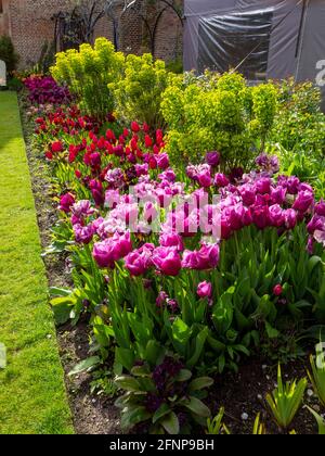 Tulipano varietà Tulipa 'Louvre' Tulipa 'Abigail' Tulipa 'Couleur Cardinal' mauve, porpora e fiori rosso scuro nel giardino sommerso di Chenies sotto il sole. Foto Stock