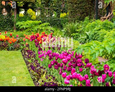 Chenies Manor Sunken Garden a maggio con colorate varietà di tulipani arancio, viola e rosso in fiore. Foto Stock