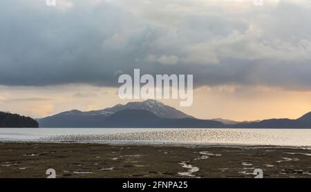 Gregge di sandpipers occidentali che sorvolano Hartney Bay a Cordova durante la loro migrazione primaverile attraverso l'Alaska centro-meridionale. Foto Stock