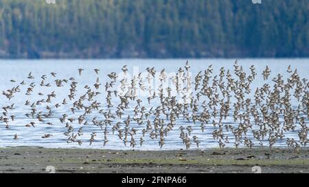 Gregge di sandpipers occidentali che sorvolano Hartney Bay a Cordova durante la loro migrazione primaverile attraverso l'Alaska centro-meridionale. Foto Stock