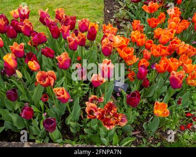 Chenies Manor Sunken Garden a maggio con colorate varietà di tulipani arancio, viola e rosso in fiore.Tulipa 'Annie Shilder', 'Bastogne', ' Ballerina'. Foto Stock