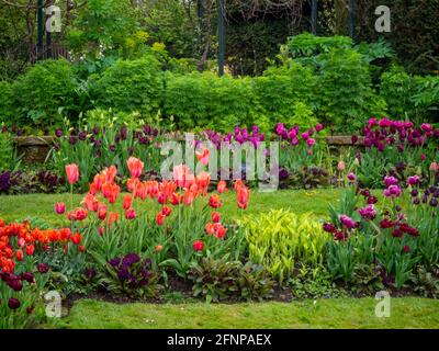 Chenies Manor Sunken Garden a maggio con colorate varietà di tulipani arancio, viola e rosso in fiore. Foto Stock