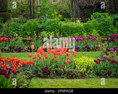 Chenies Manor Sunken Garden a maggio con colorate varietà di tulipani arancio, viola e rosso in fiore. Foto Stock