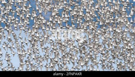 Sfocatura intenzionale del movimento dei sandpipers occidentali che sorvolano Hartney Bay a Cordova durante la loro migrazione primaverile attraverso l'Alaska. Foto Stock