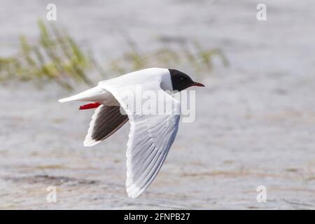 Piccolo gabbiano, Larus minutus, singolo uccello adulto in allevamento piumaggio in volo su acqua con vegetazione, Umea, Svezia Foto Stock