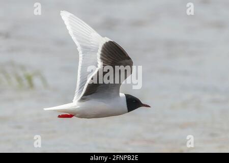 Piccolo gabbiano, Larus minutus, singolo uccello adulto in allevamento piumaggio in volo su acqua con vegetazione, Umea, Svezia Foto Stock