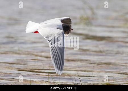 Piccolo gabbiano, Larus minutus, singolo uccello adulto in allevamento piumaggio in volo su acqua con vegetazione, Umea, Svezia Foto Stock