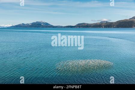 Gregge di sandpipers occidentali che sorvolano Hartney Bay a Cordova durante la loro migrazione primaverile attraverso l'Alaska centro-meridionale. Foto Stock