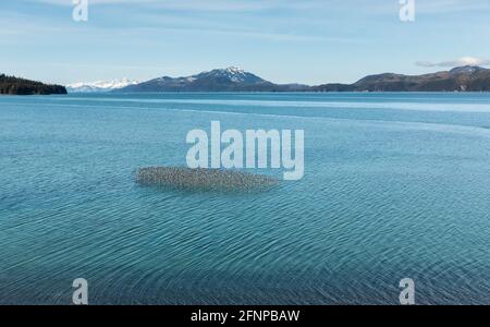 Gregge di sandpipers occidentali che sorvolano Hartney Bay a Cordova durante la loro migrazione primaverile attraverso l'Alaska centro-meridionale. Foto Stock