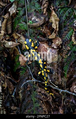Salamandra europea (Salamandra salamandra), camminando su foglie marroni a terra, Slovenia Foto Stock