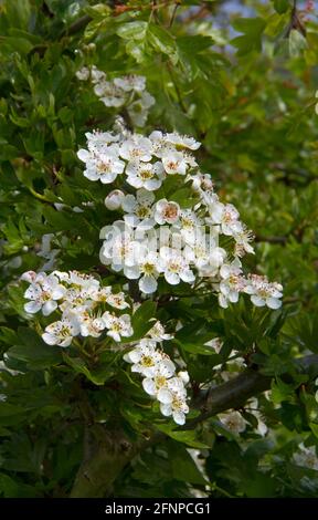 Bellissimi fiori bianchi di biancospino single-seeded in primavera Foto Stock