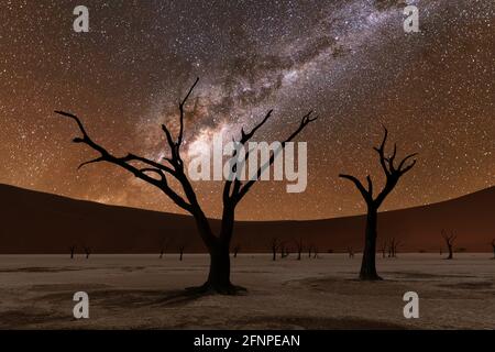 Alberi morti a Deadvlei di notte Foto Stock