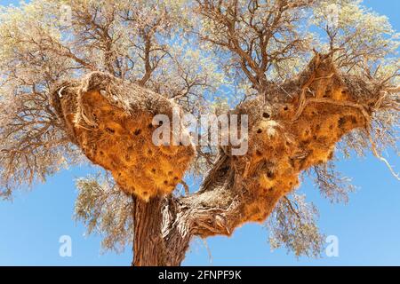 I Weavers socievoli nidificano sull'albero di acacia Foto Stock
