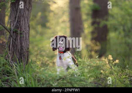 Fegato e bianco inglese Springer spagnolo seduto e sorridente Una foresta della Pennsylvania durante la primavera Foto Stock