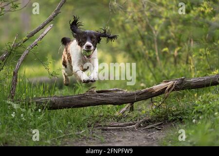 Fegato e White English Springer Spaniel saltando su un caduto Albero con una palla da tennis in bocca Foto Stock