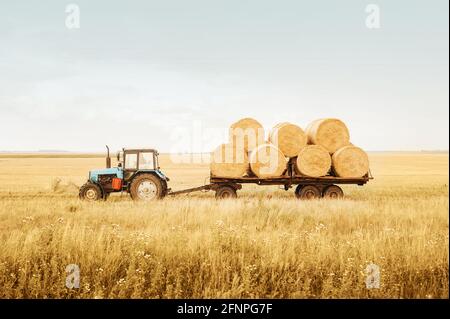 Il trattore rimuove le balle di fieno dal campo dopo la mietitura. Concetti di grano di pulizia. Completamento della società agricola Foto Stock