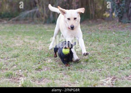 Labrador Retriever e Dachshund giocano in giardino Foto Stock