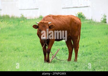 Un toro marrone si erge sul prato e sembra dritto avanti Foto Stock