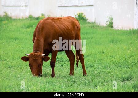 Un toro su una catena si trova sul prato e. mangia erba Foto Stock