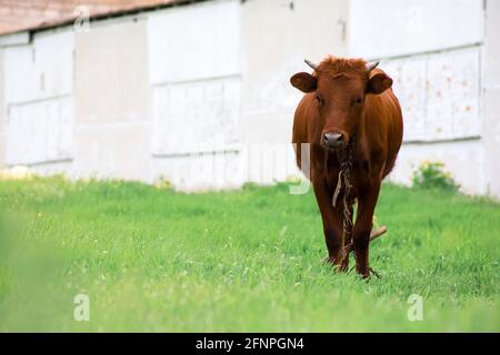 Un toro marrone su una catena si erge sul prato e guarda la fotocamera Foto Stock