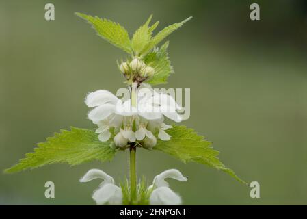 Primo piano di ortica (urtica dioica) fiori Foto Stock
