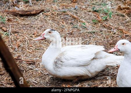 Un'anatra domestica apre la sua bocca e chiama le sue anatre insieme Foto Stock