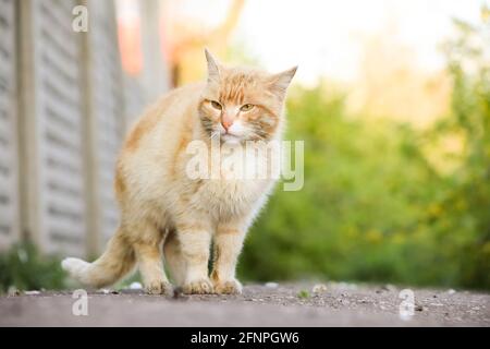 Il gatto rosso ispeziona il territorio nel giardino Foto Stock