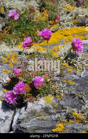 Sea Thrift, (Rosa del Mare) Foto Stock