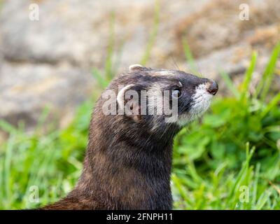 Primo piano della testa di Polecat Foto Stock