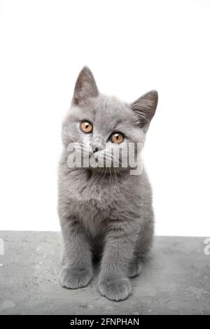 carino grigio britannico shorthair blu gattino ritratto guardando la fotocamera su sfondo bianco Foto Stock
